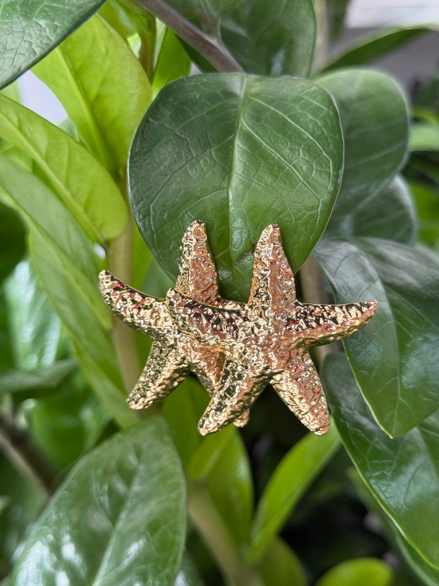 Golden Sea Star